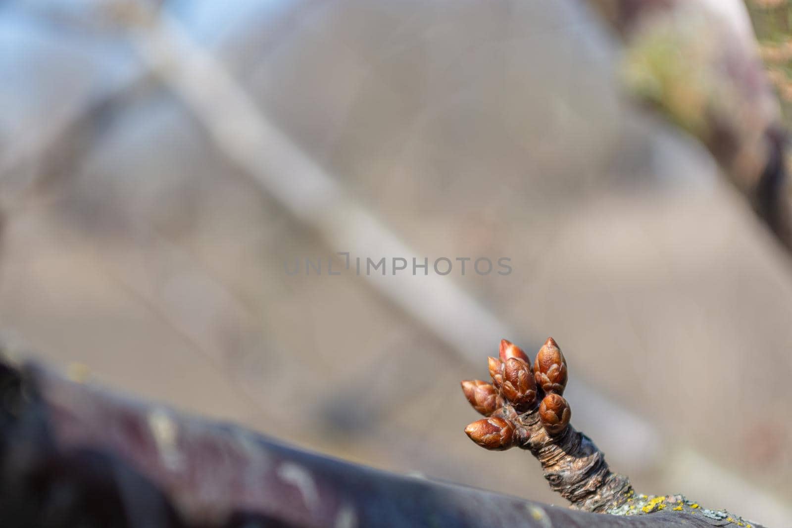 Unblown small cherry buds on a branch. Spring theme, sunny day.