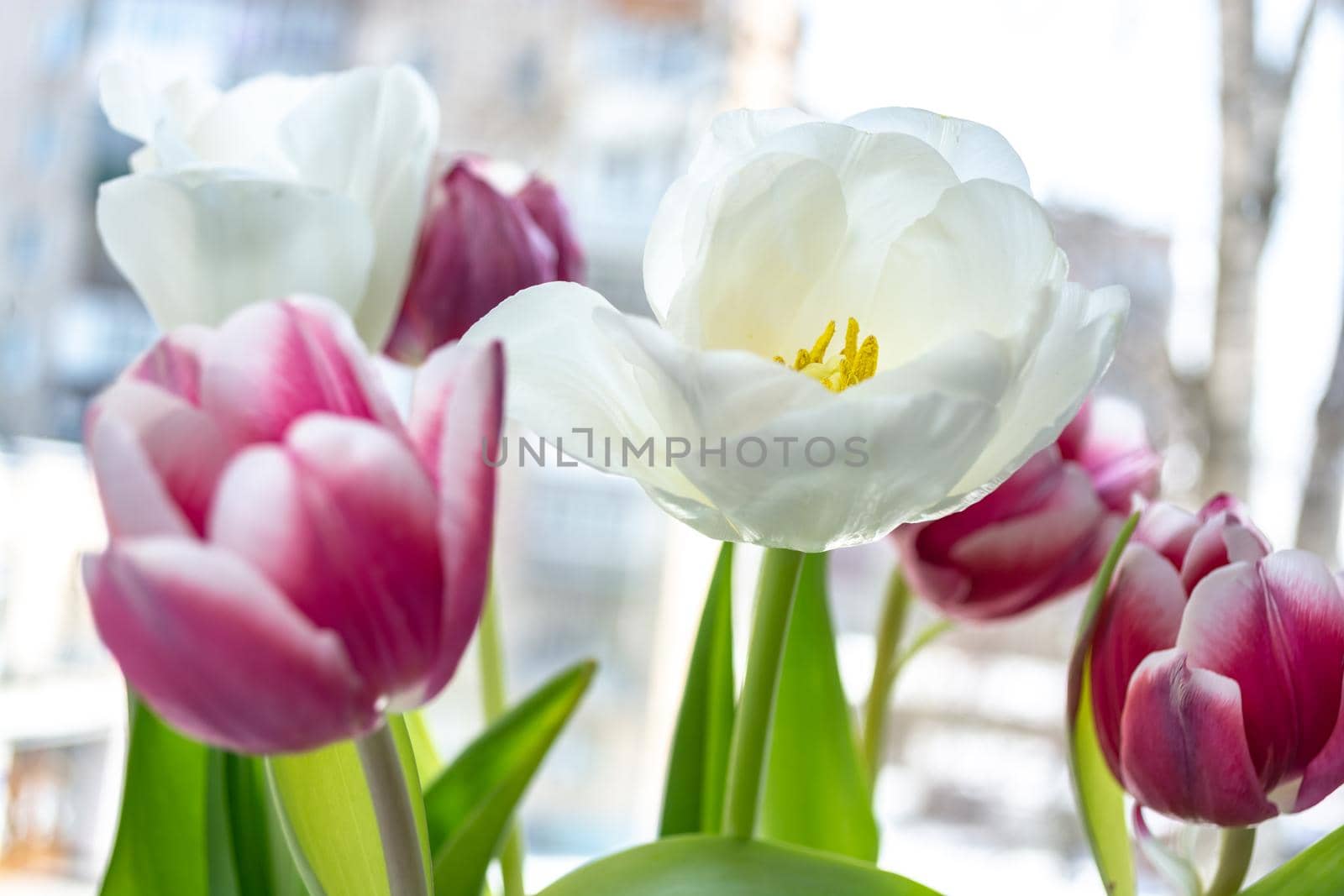 White and red tulips on the window sill. Background for a festive mood. Selective focus.