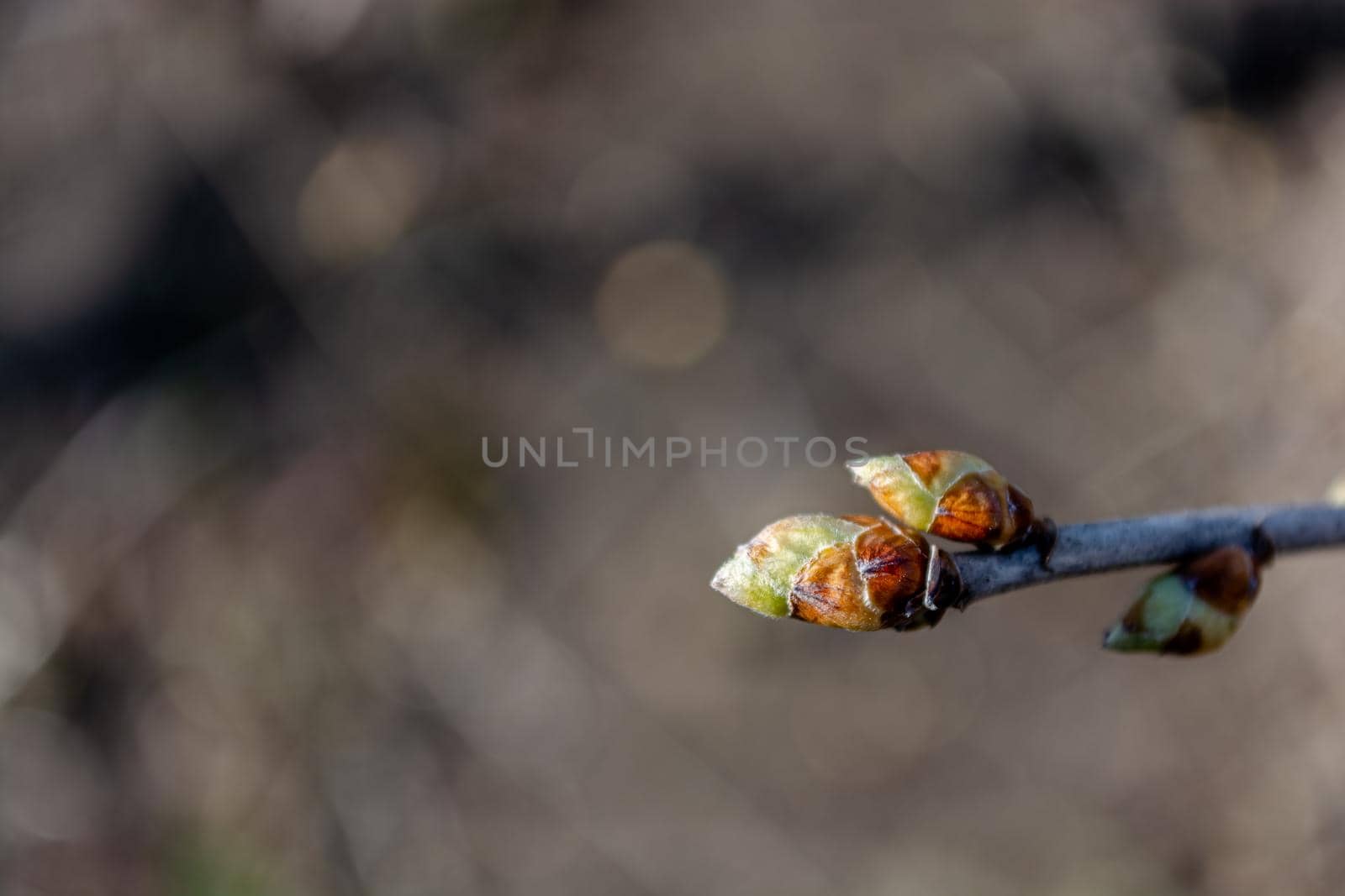 Currant buds on a blurred background in brown-gray tones of a spring garden.