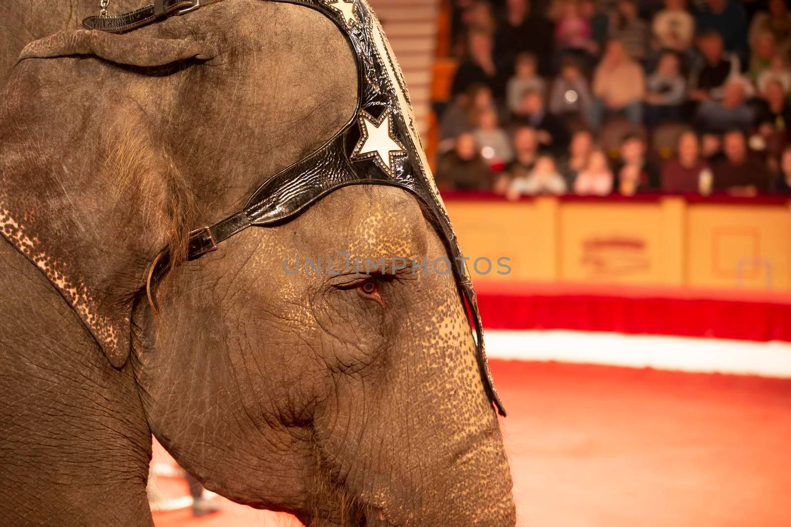 Part of the muzzle of a circus elephant against the background of blurred spectators. Animals in the circus.