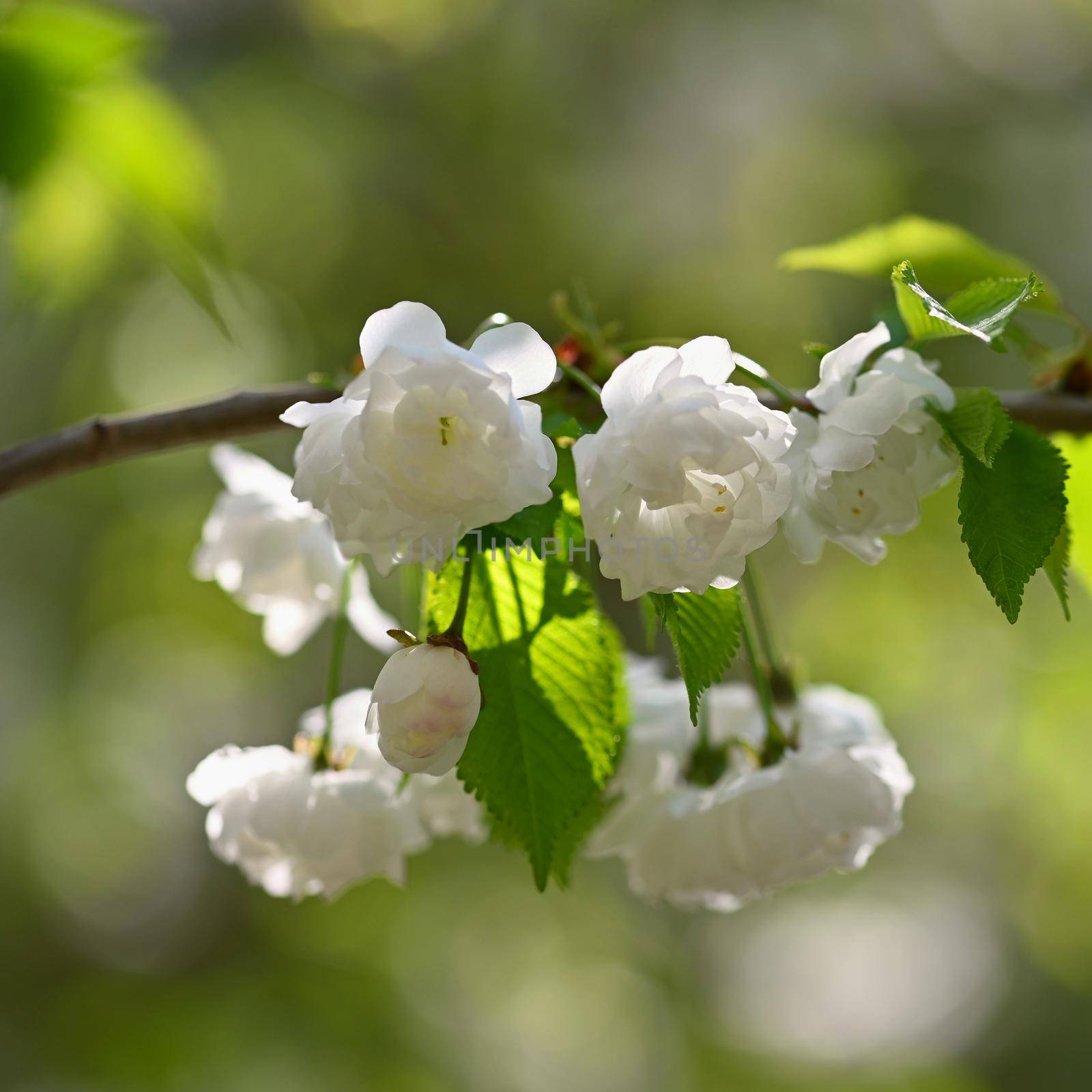 Beautiful flowering tree. Spring colorful background with flowers. Nature in spring time - nice sunny day.