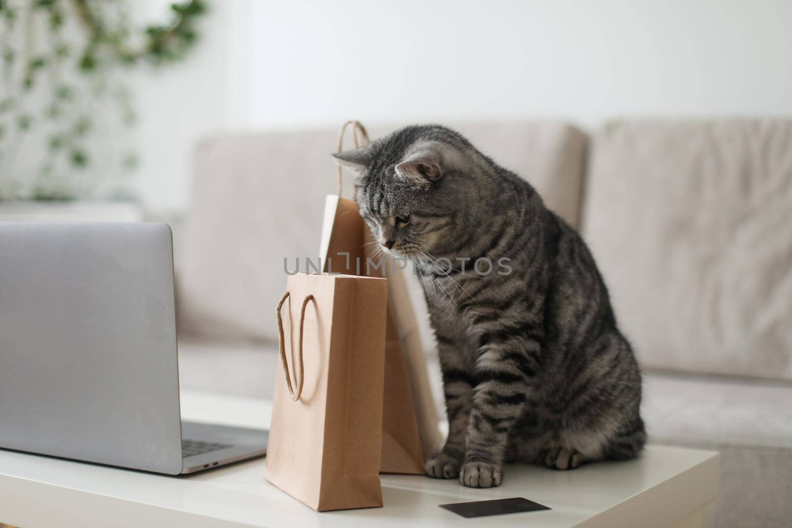 A gray tabby cat looking at brown paper bags at home. craft shopping package. Delivery, Shopping concept, environmental protection, zero waste.