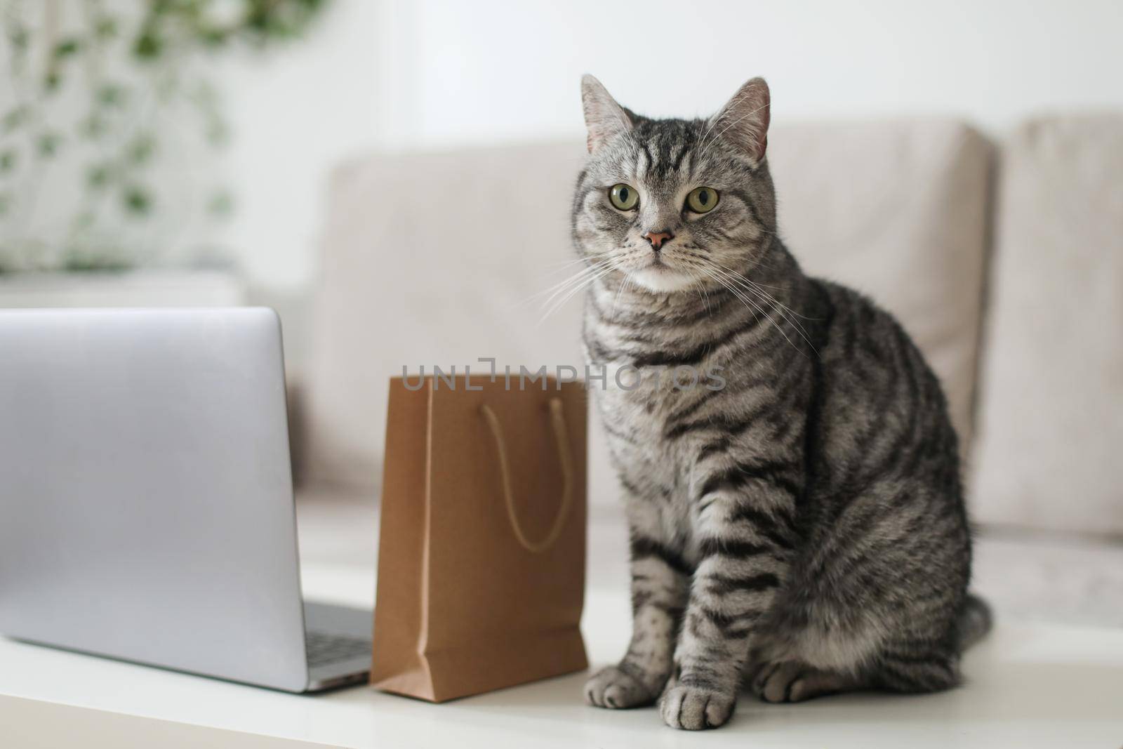 A gray tabby cat looking at brown paper bags at home. craft shopping package. Delivery, Shopping concept, environmental protection, zero waste.