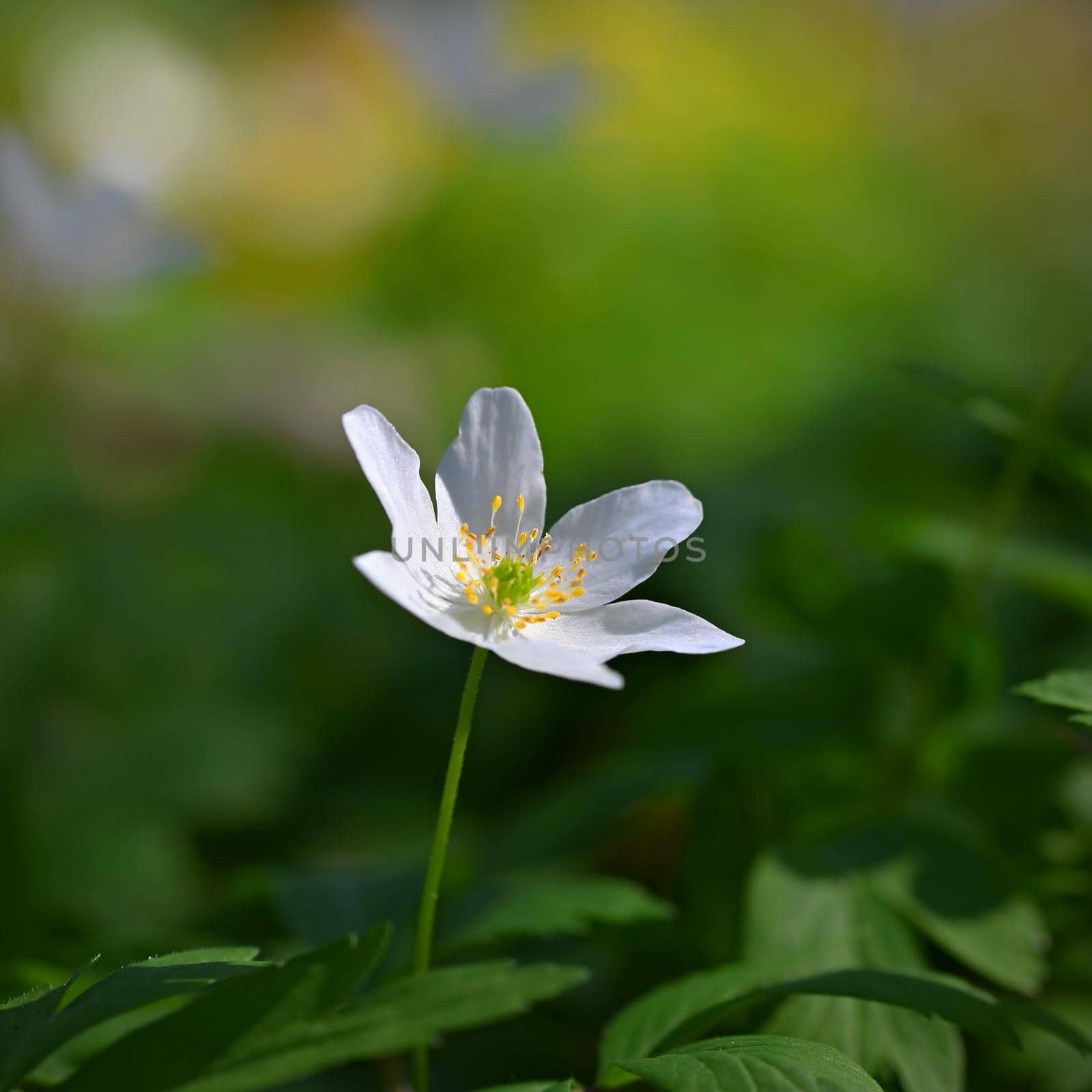 Spring white flowers in the grass Anemone (Isopyrum thalictroides) by Montypeter