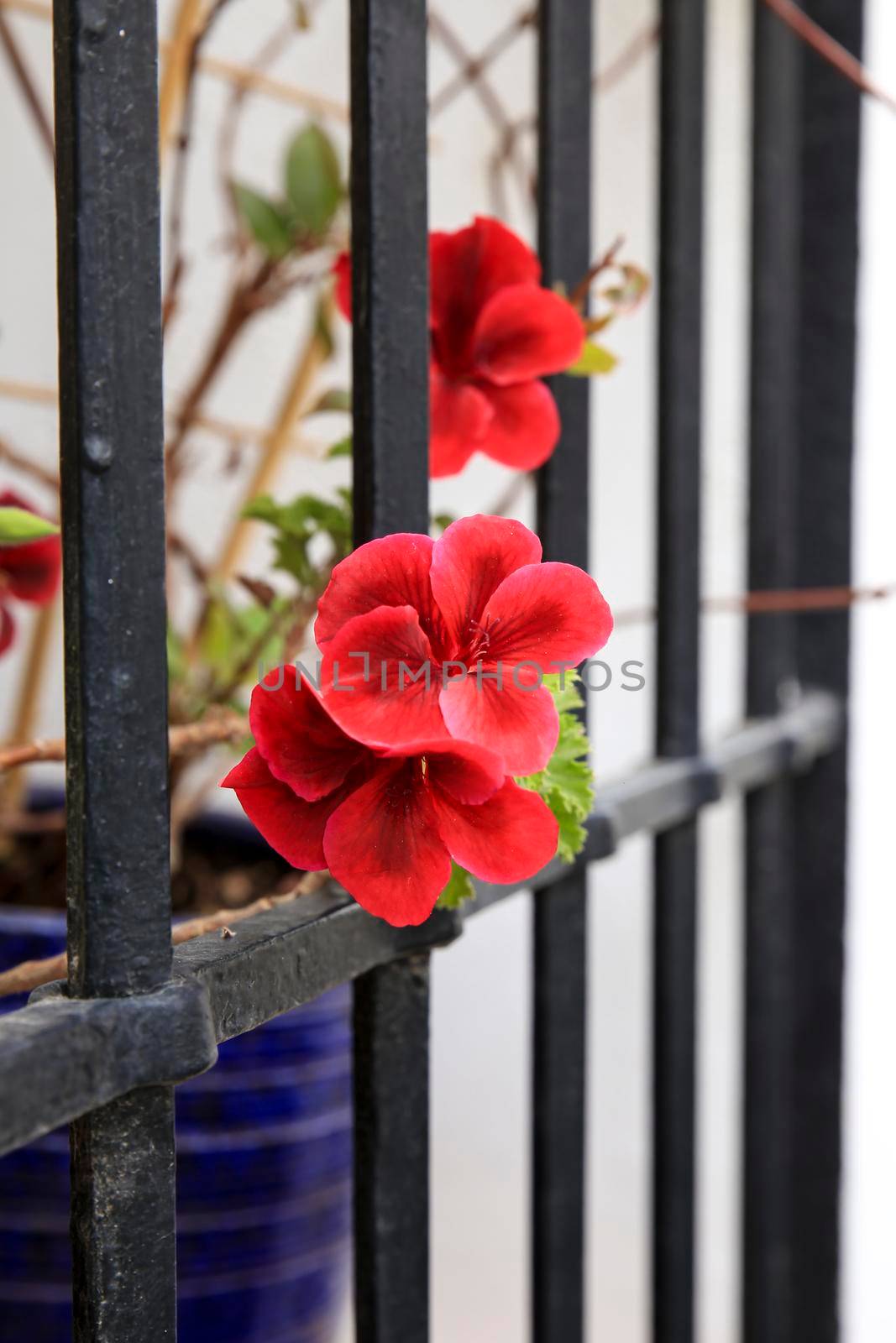 Colorful Potted Pelargonium Graveolens plant in the window behind the fence