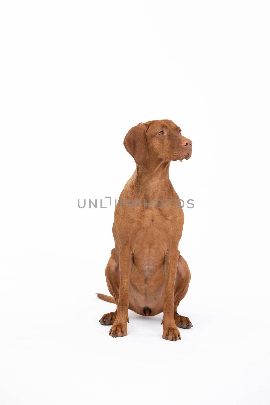 Female dog sat down at the command given. The Hungarian Shorthaired Pointer is a breed used in hunting. Subject isolated from white background.
