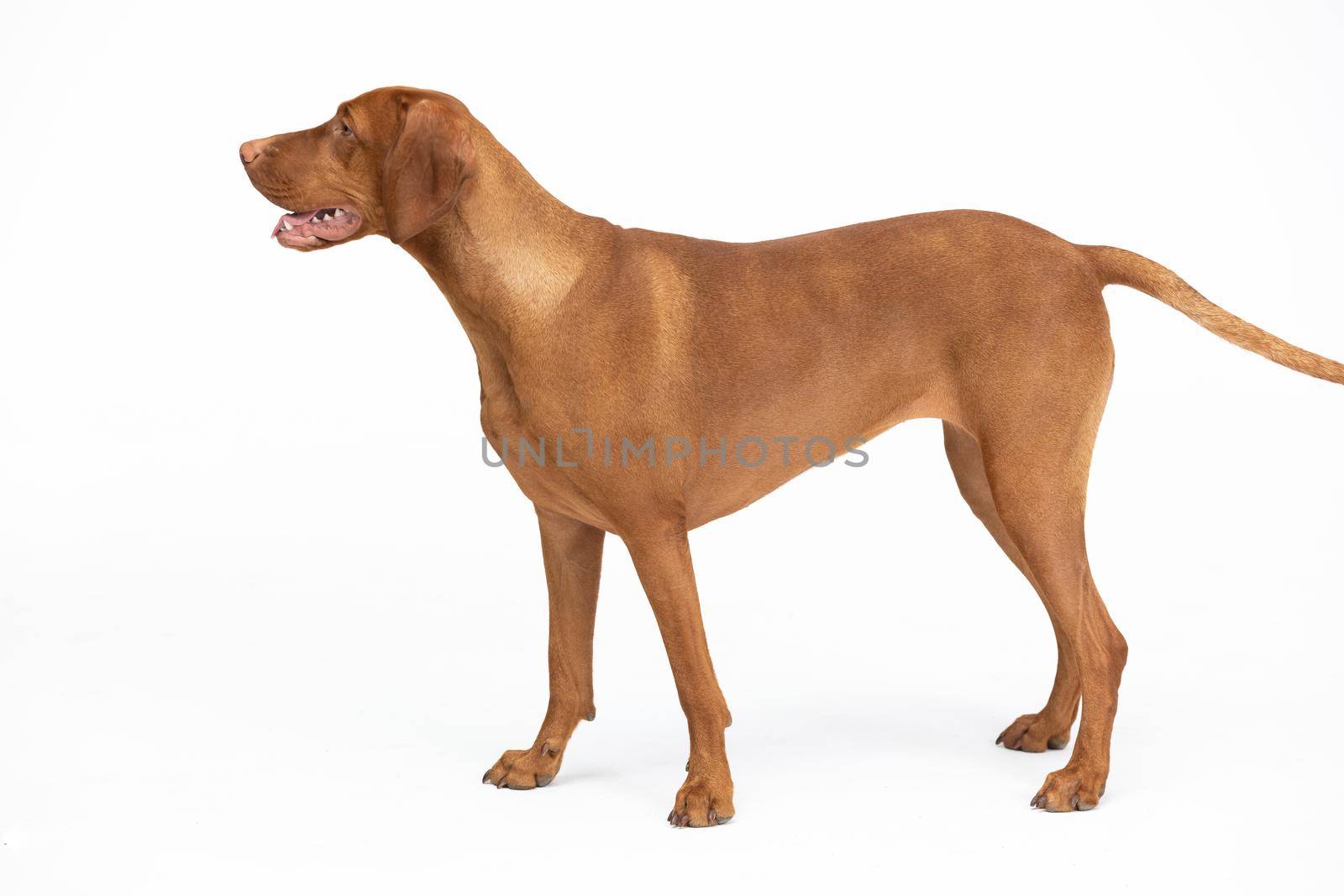 Female dog stands on white background with open muzzle. Side view. The Hungarian Shorthaired Pointer is a breed used in hunting.