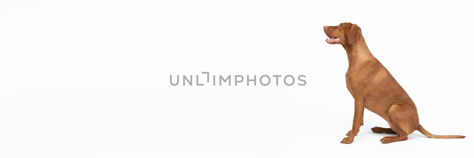 Hunting dog breed. Hungarian Shorthaired Pointers. Object isolated from white background. Panoramic view.
