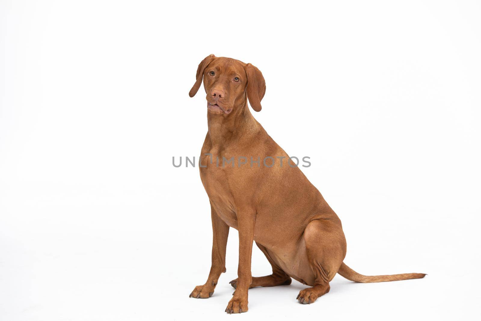 Female dog sat down at the command given. The Hungarian Shorthaired Pointer is a breed used in hunting. Subject isolated from white background.