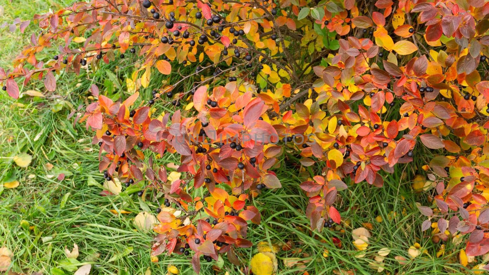 Black berries of chokeberry close-up. Decorative outdoor plant