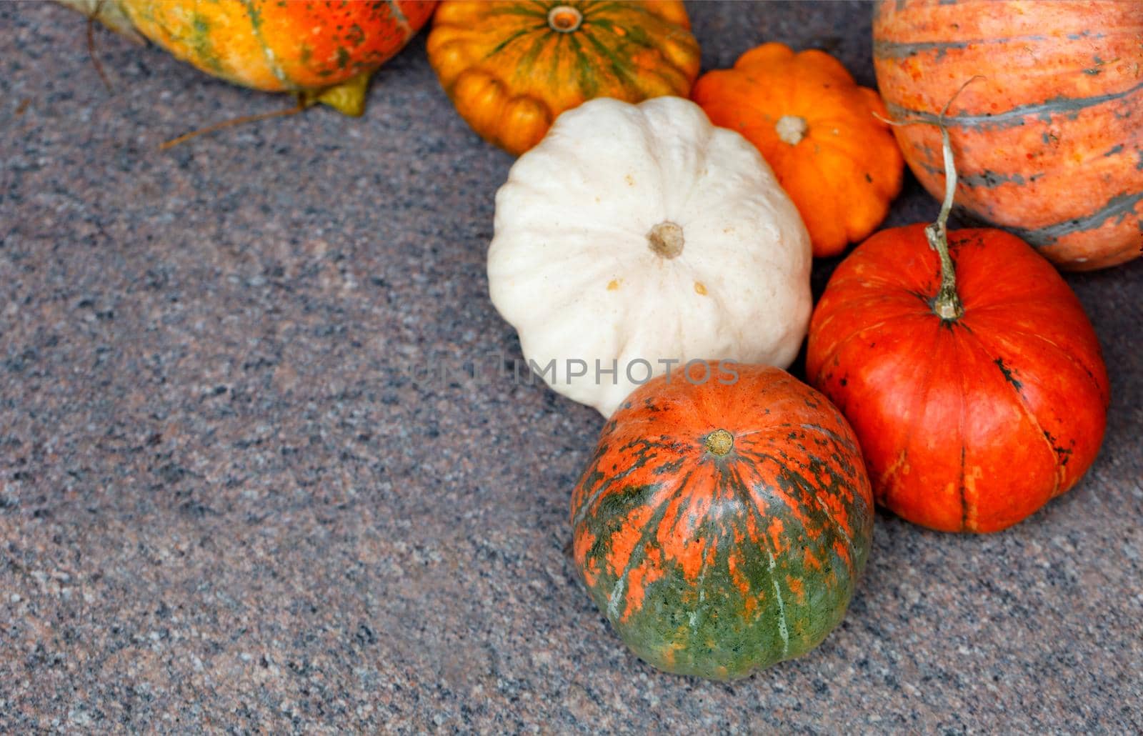 Several large orange and yellow ripe pumpkins and squash lay on a granite backdrop, selective focus.