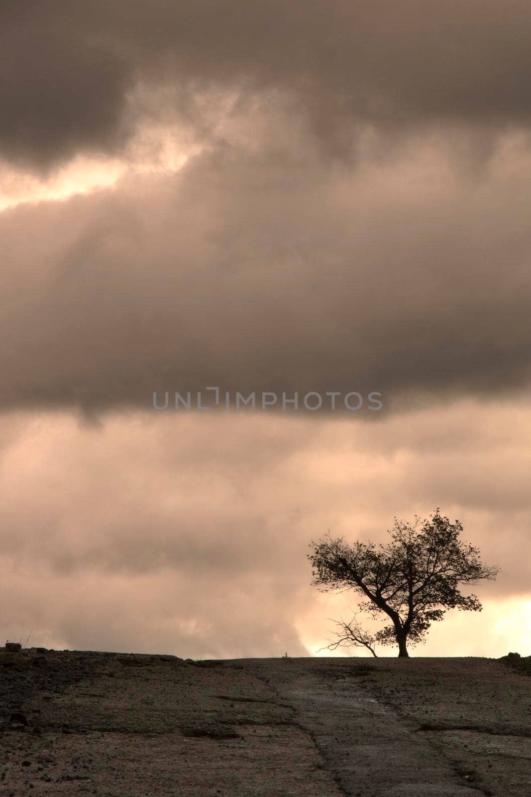 A lonely tree under a cloudy sky at the end of a path in the countryside