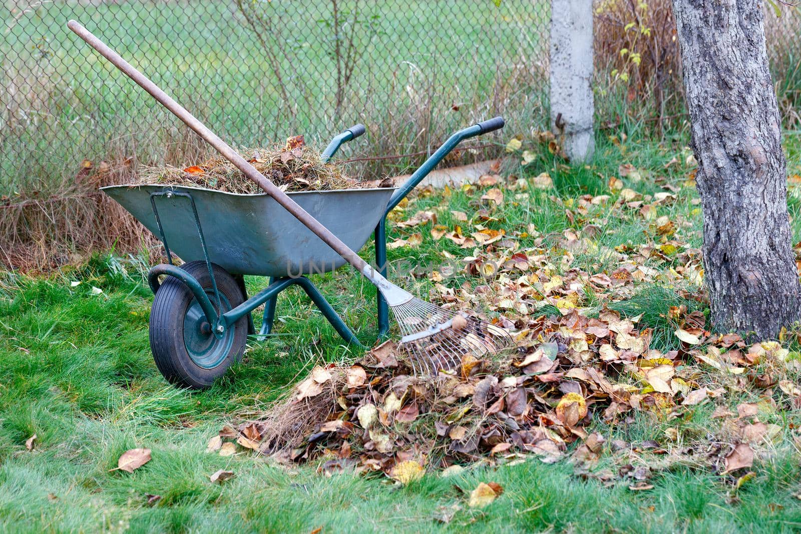 In the autumn garden, there is a garden wheelbarrow with collected fallen yellow leaves and dry grass and a metal rake, close-up. by Sergii