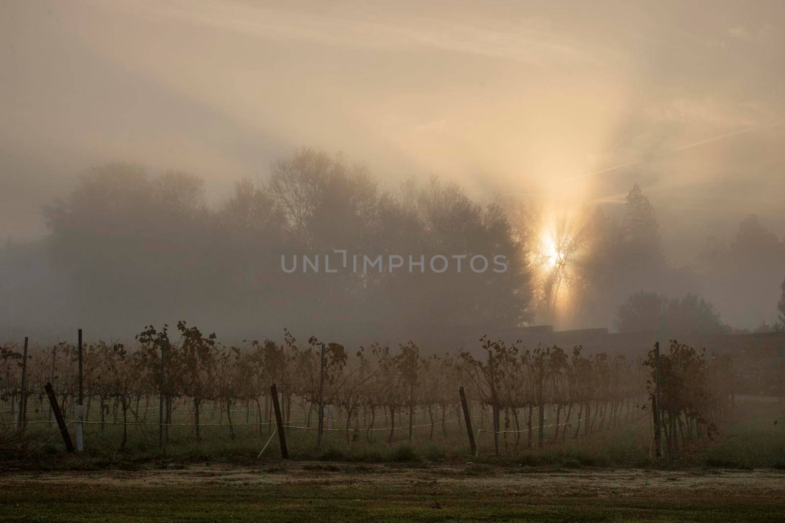 Foggy morning and the sun over a vineyard and some trees in the background in Raimat