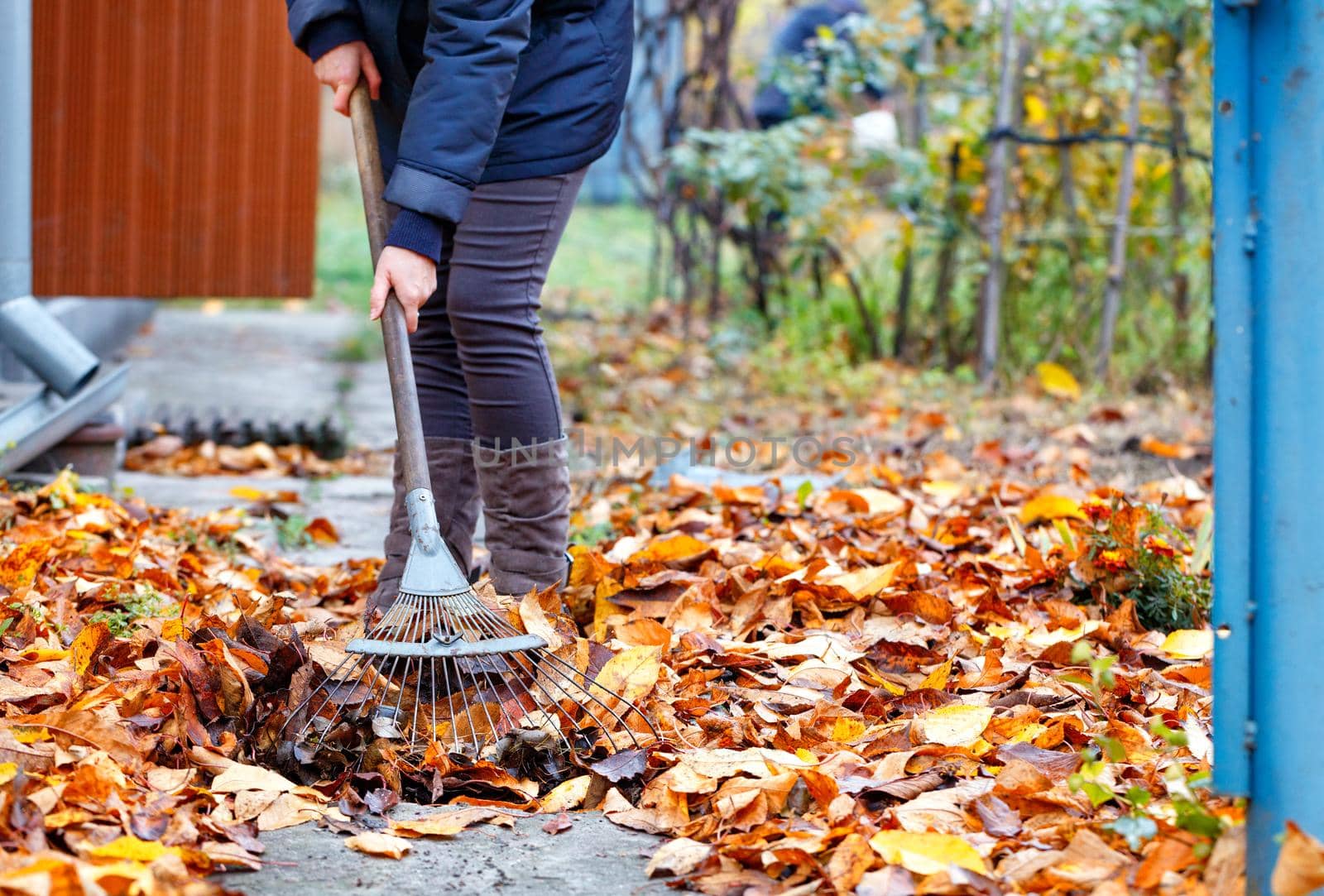 Orange, fallen cherry leaves in autumn in the autumn garden are raked with a metal rake from the path by the mistress of the house, shooting at the lowest point.