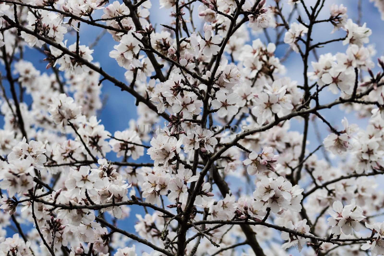 White flowers in an almond-tree in spring