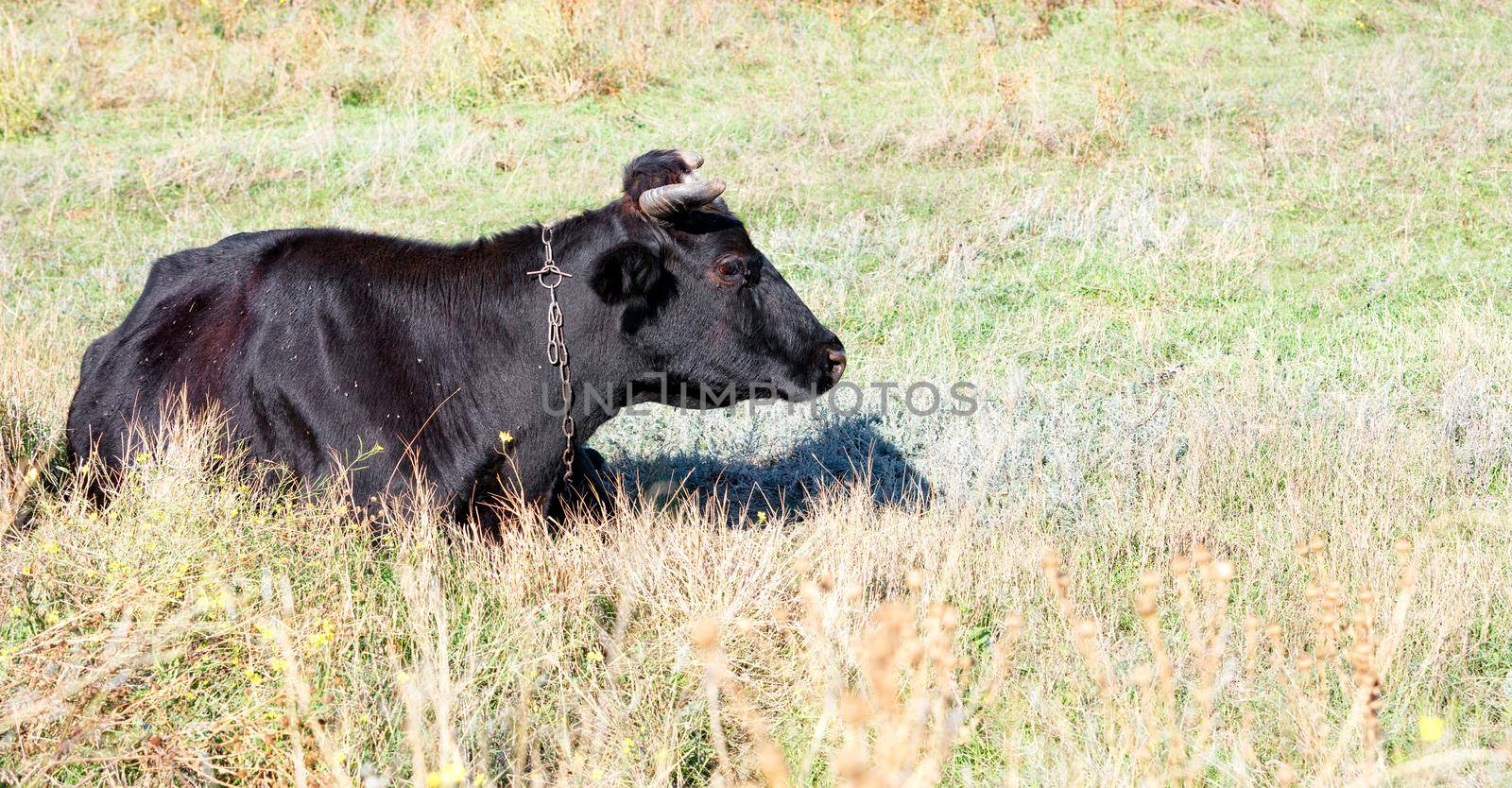 A black cow with big eyes is resting lying in the dense grass on a sunny day. by Sergii
