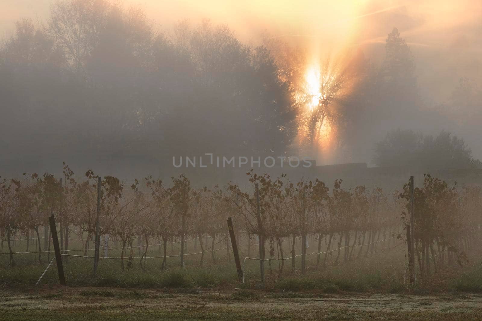 Foggy vineyard with some trees silhouette and the orange sunlight in the background in a misty morning
