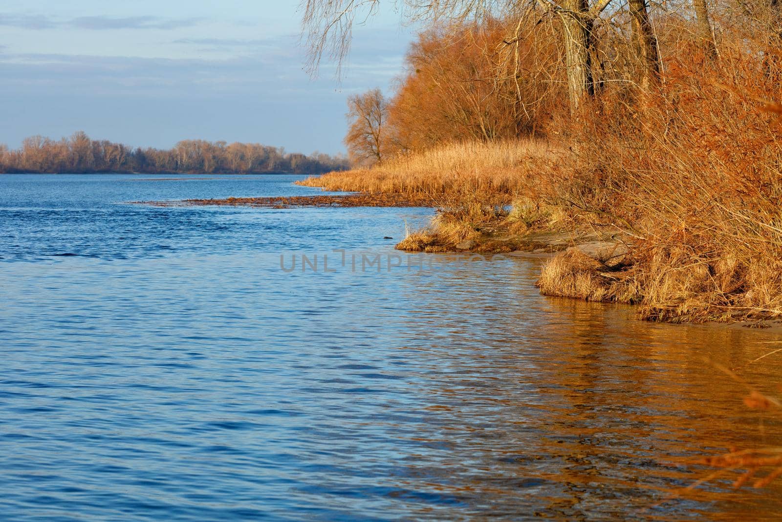 The bank of the Dnipro River with bare autumn bushes without leaves and brown dry thickets of reeds in the water is illuminated by the rays of the autumn sun.