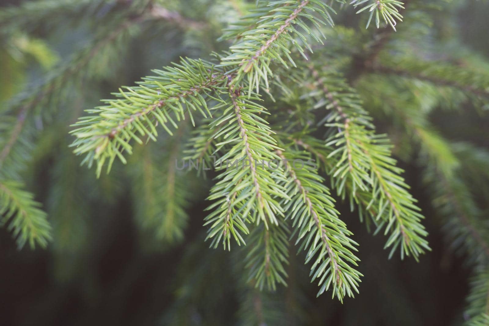 Fir branches spruce. Close up. Fluffy Christmas tree. by kizuneko