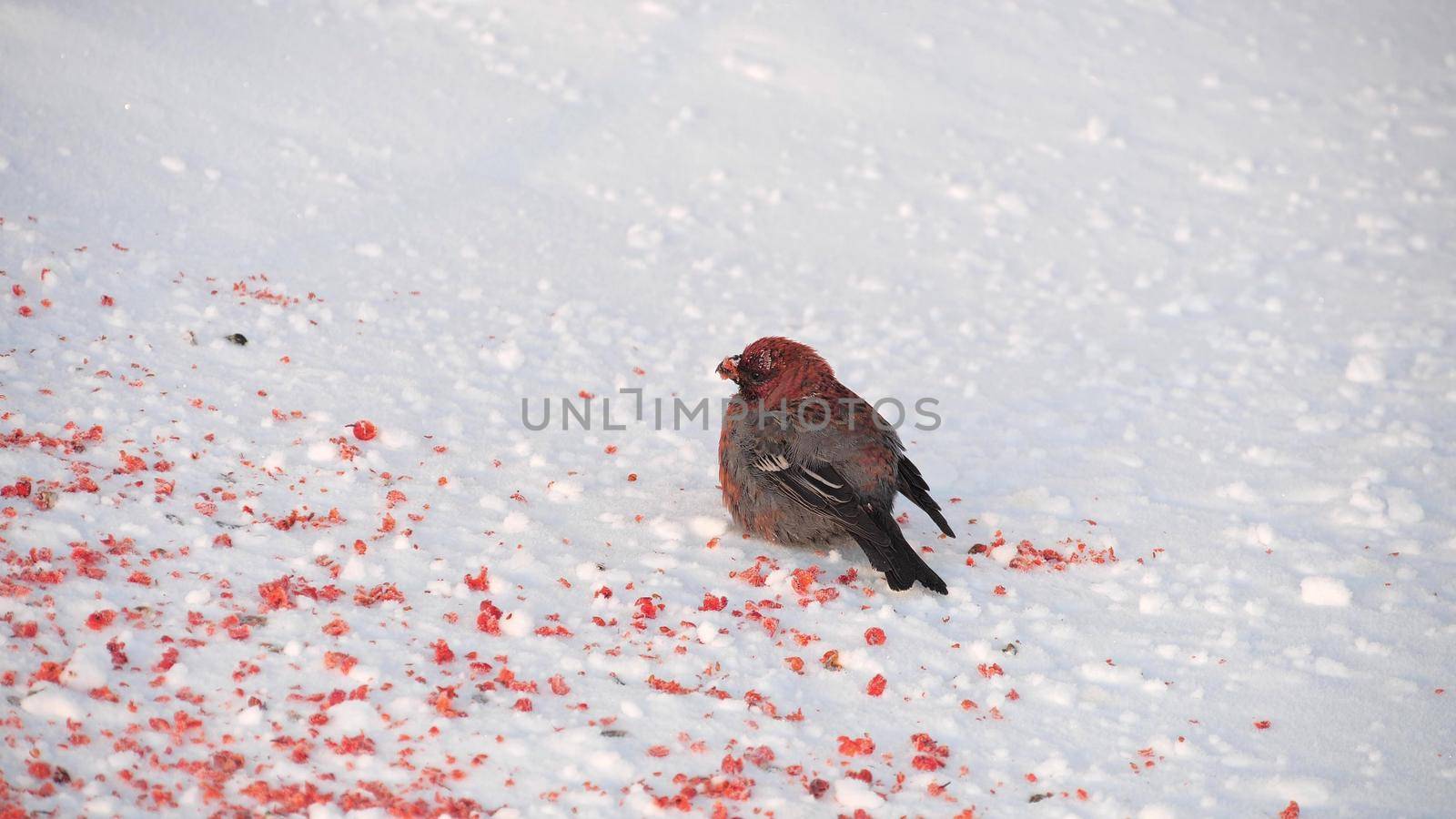 Gray bird with a red breast on the snow near rowanberry. Bullfinch in winter time by apavlin