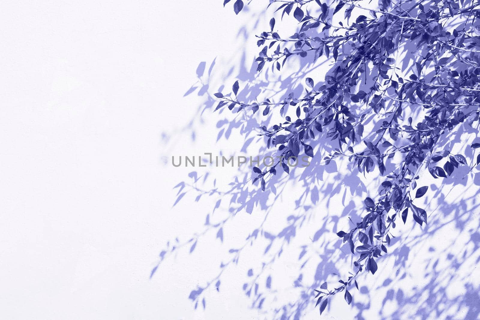 Very peri toned leaves background with shadow on white colour wall. Trendy color leaves background with copy space.