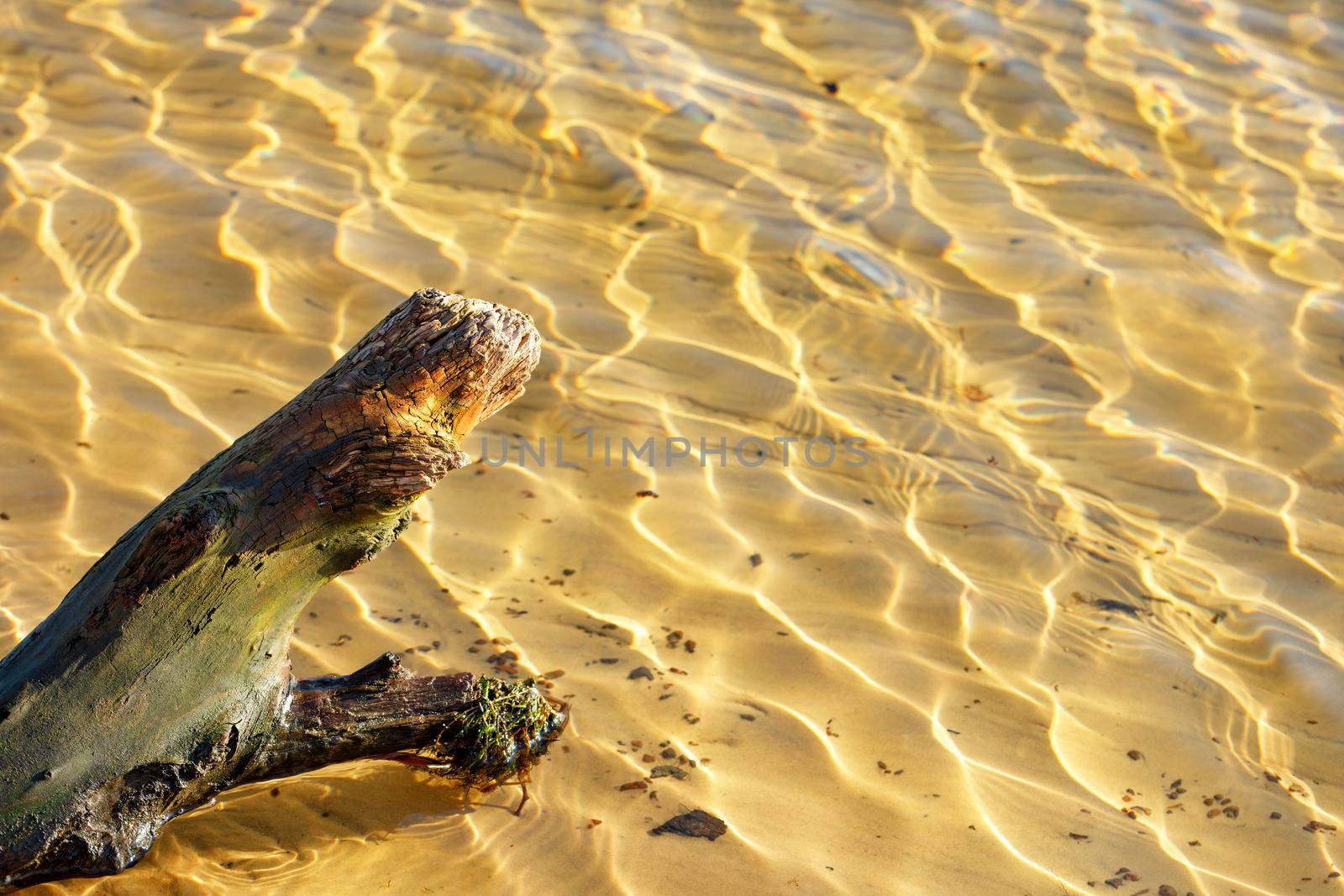 A wet driftwood of an old tree lies in the sandy shallow water against the background of transparent water and sun glare on the ripples, copy space.