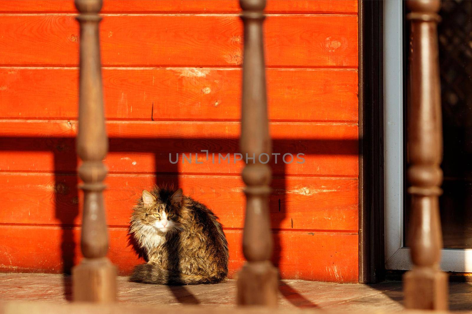 An alert funny cat with pulled-up fur sits on the veranda of the wooden house in the bright orange light of the setting sun. Long shadows from the railings fall on the facade of the house and the cat.