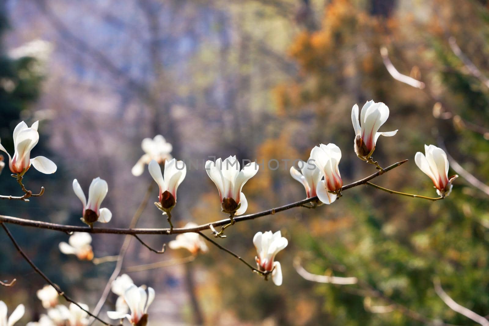 Large buds of white magnolia on a graceful branch in the backlight of early spring sunlight on a soft background close-up. Copy space.