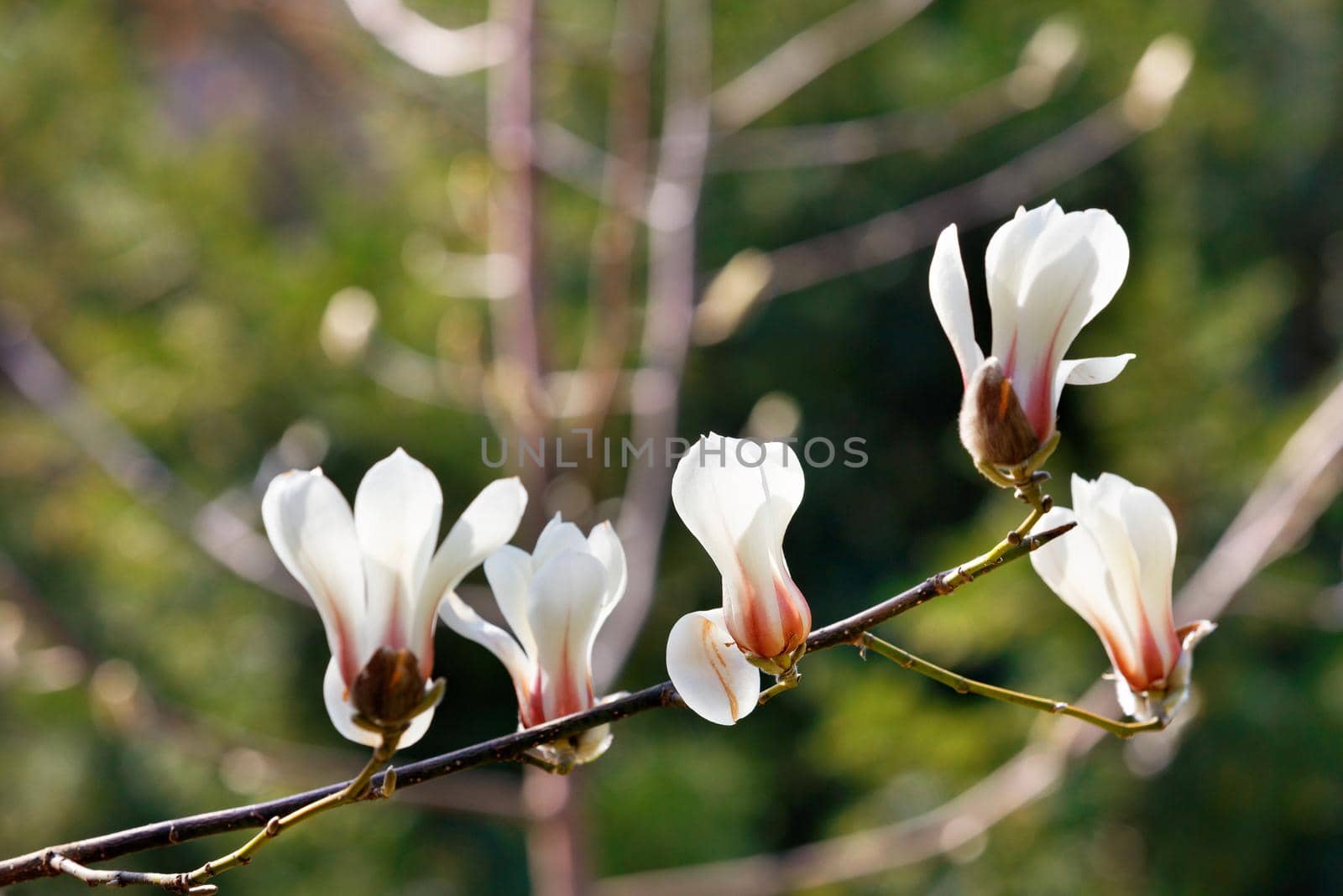 Large white magnolia buds bloom on a graceful branch in early spring sunlight against a soft background close-up. Copy space.