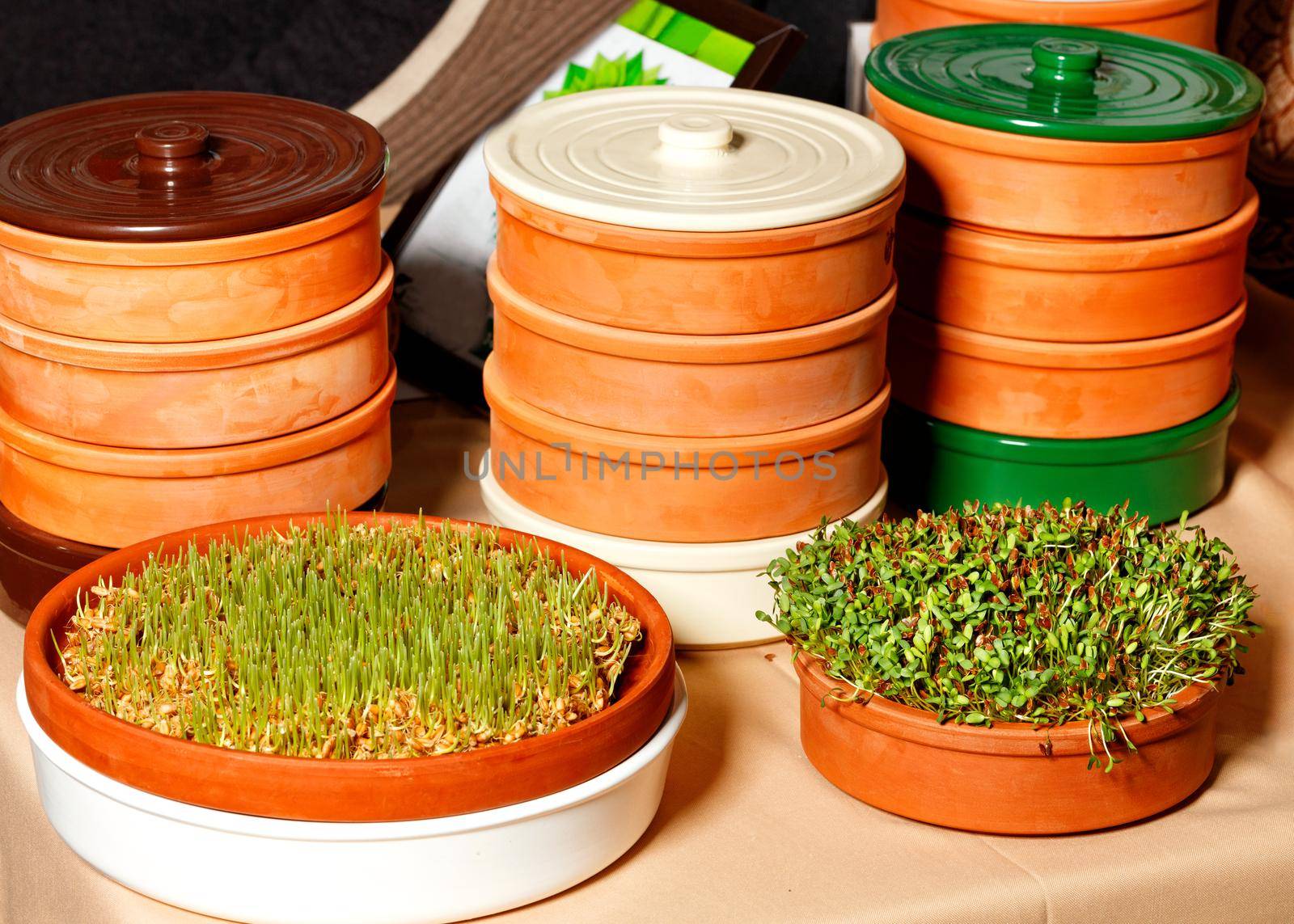 Green wheat sprouts and legumes in special clay containers, fitness diet, healthy diet, natural, close-up.