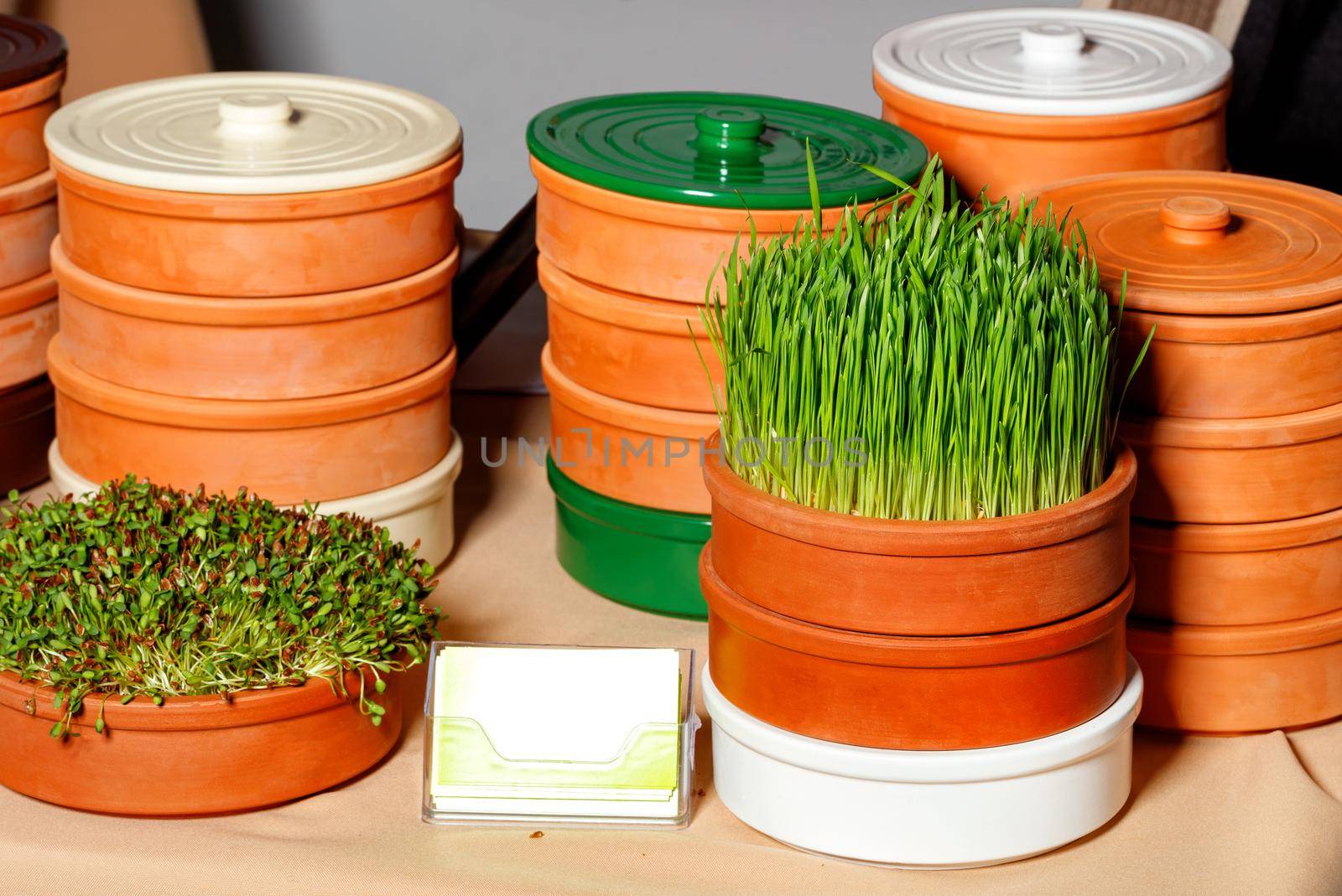 Green wheat sprouts and legumes in special clay containers, fitness diet, healthy diet, natural, close-up, copy space.
