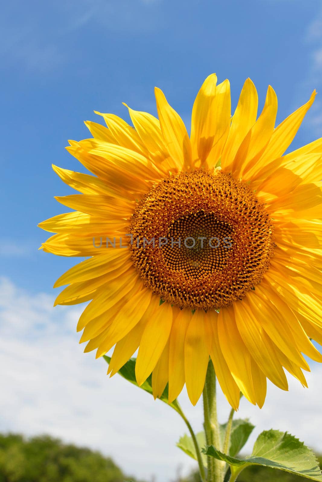 Big orange blooming sunflower against blue sky and green field in blur. Vertical image, high resolution, close-up, copy space.