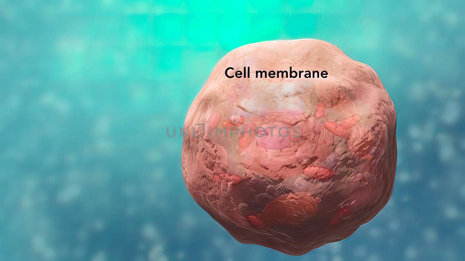 All chromosomal DNA is stored in the cell nucleus, separated from the cytoplasm by a membrane. Some eukaryotic organelles such as mitochondria also contain some DNA. 3D illustration