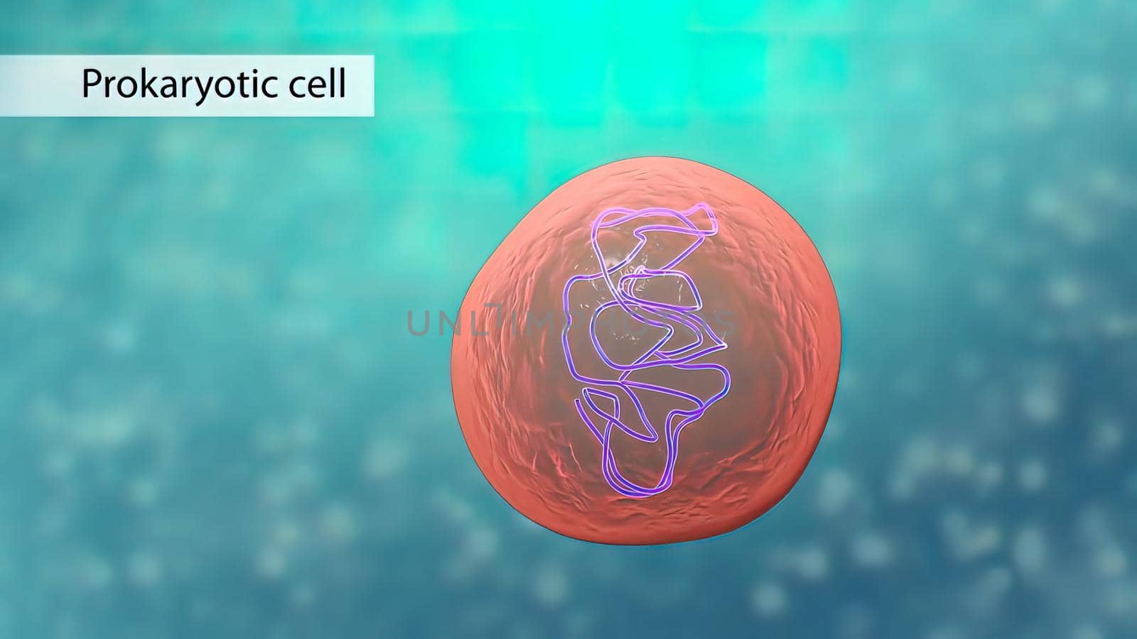 All chromosomal DNA is stored in the cell nucleus by creativepic