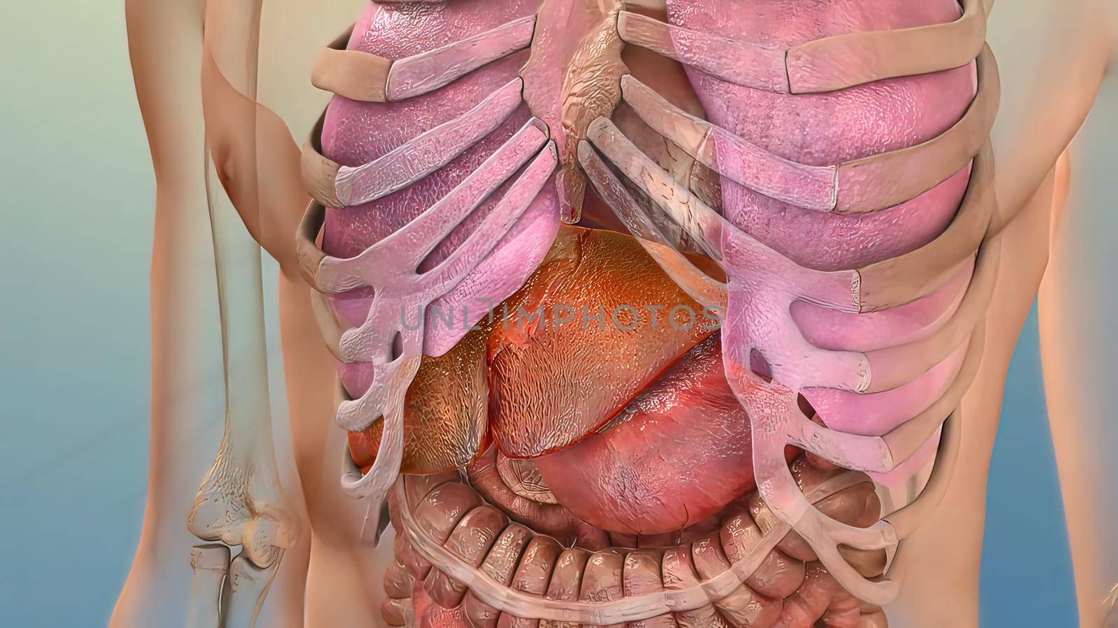 Human Internal Digestive Organ Liver Anatomy 3D illustration Concept. 3D illustration