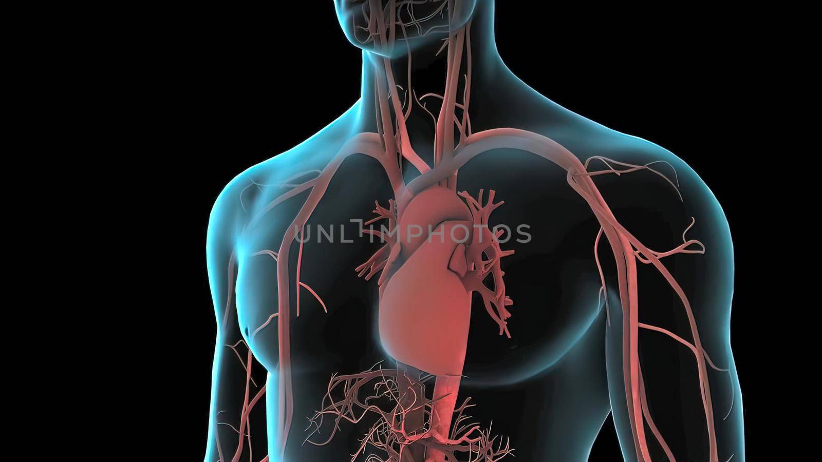 Human body, heart and vascular system. The circulation of blood in the body.3d illustration