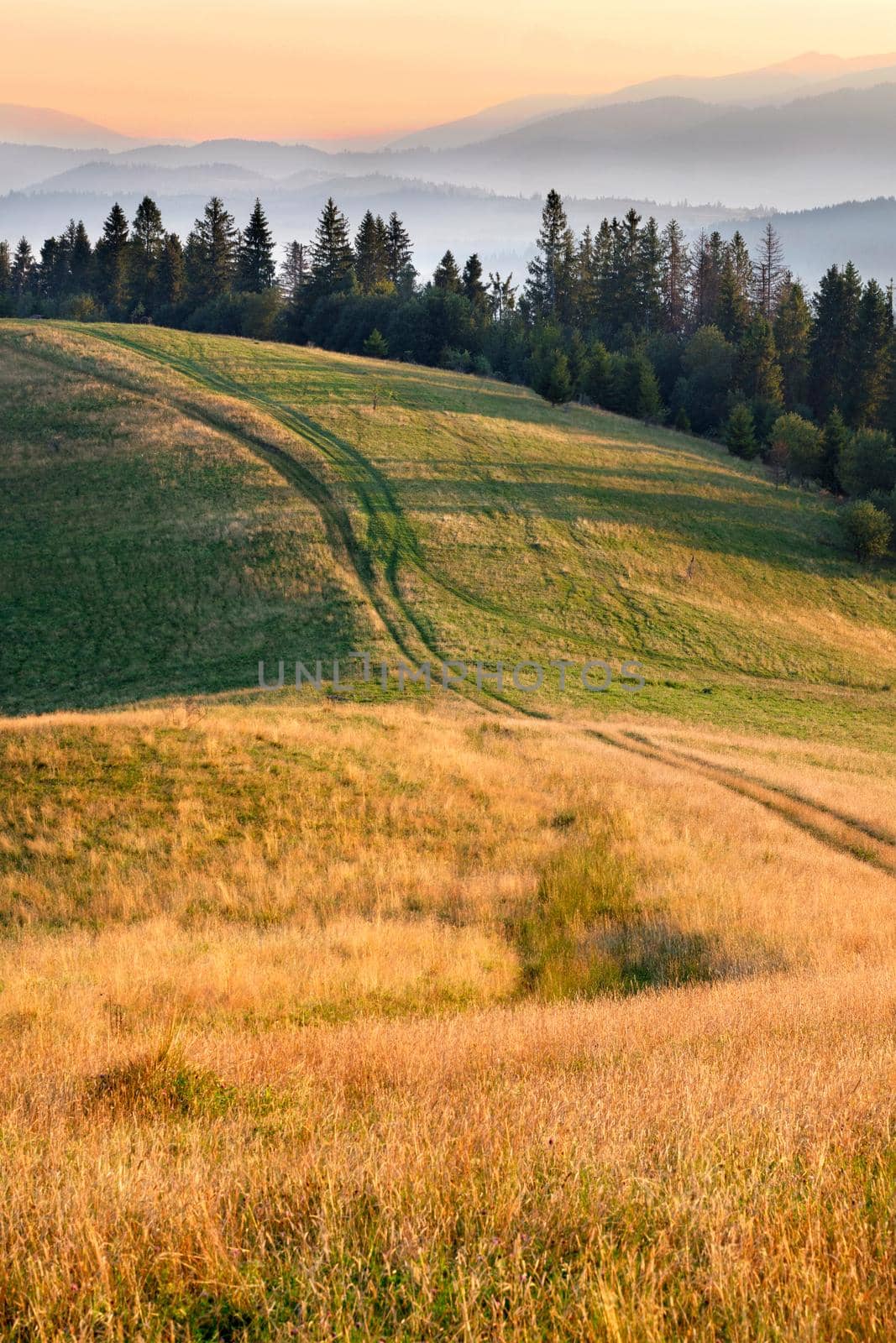 A winding country road lies on the crest of a hill in the Carpathians and is illuminated by the early beautiful golden light of the rising sun.