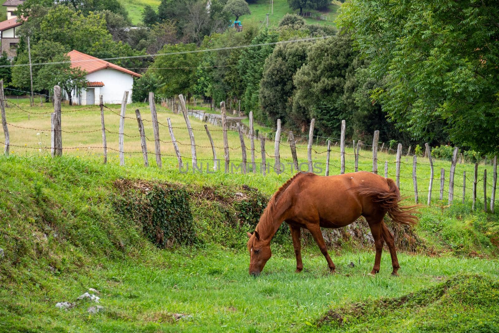 A brown horse grazes and wags its tail on a farm pasture surrounded by a fence and trees.