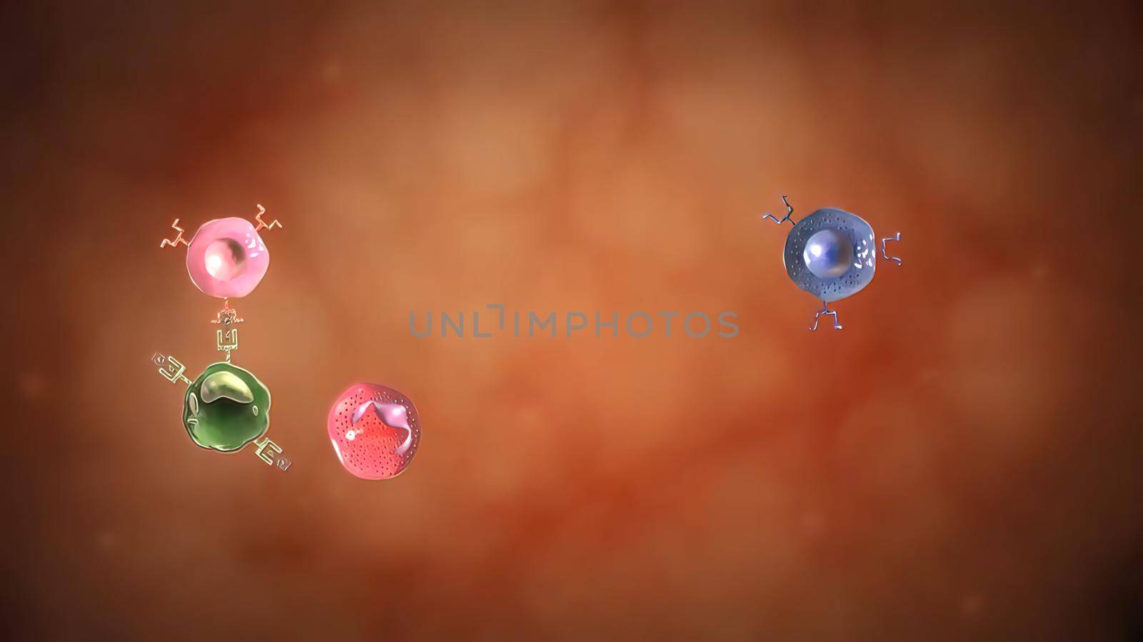 of Effector Stages of Cell 3D illustration