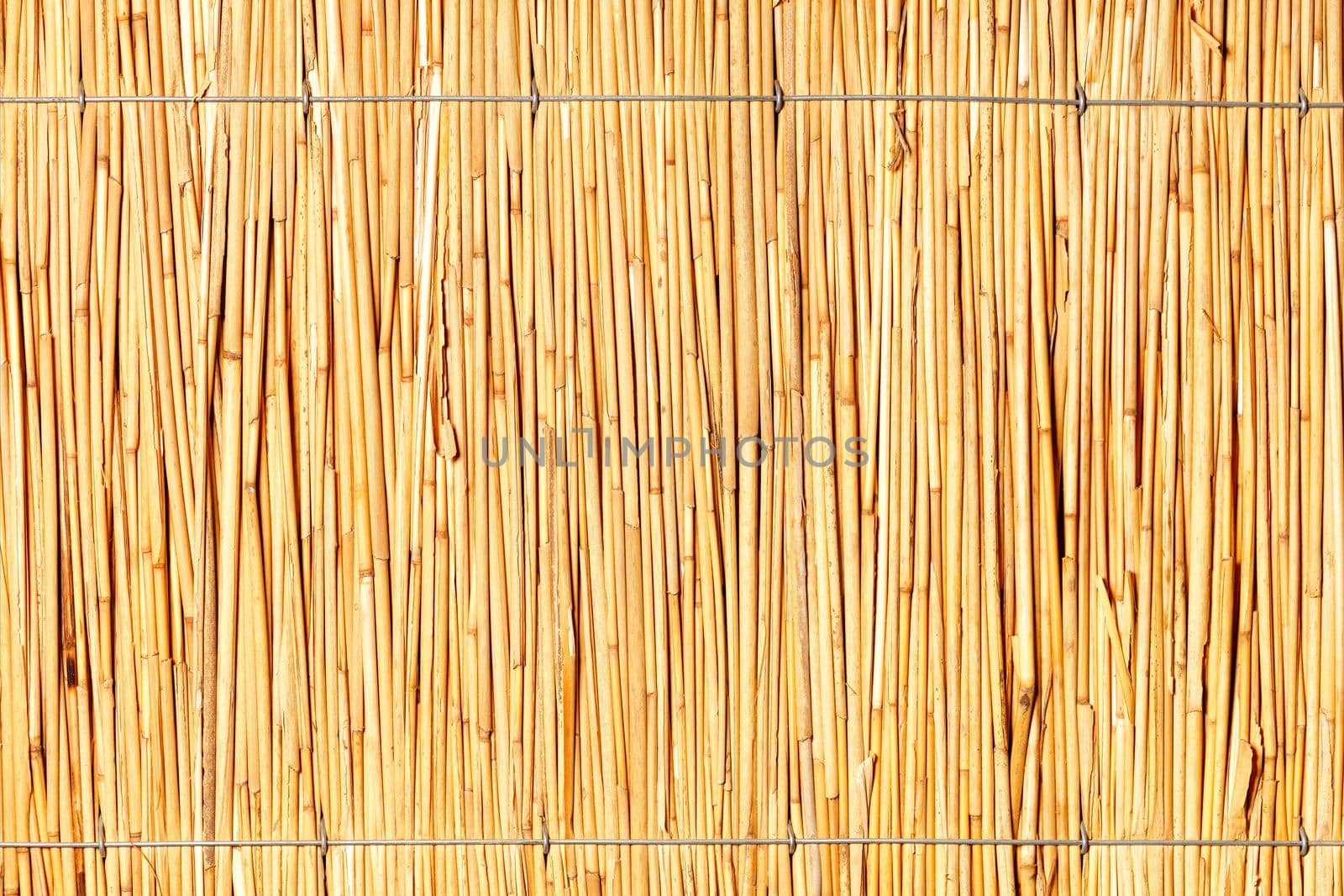 A reed wall with a bright texture and a light yellow background, tied with steel wire. High resolution, close-up.