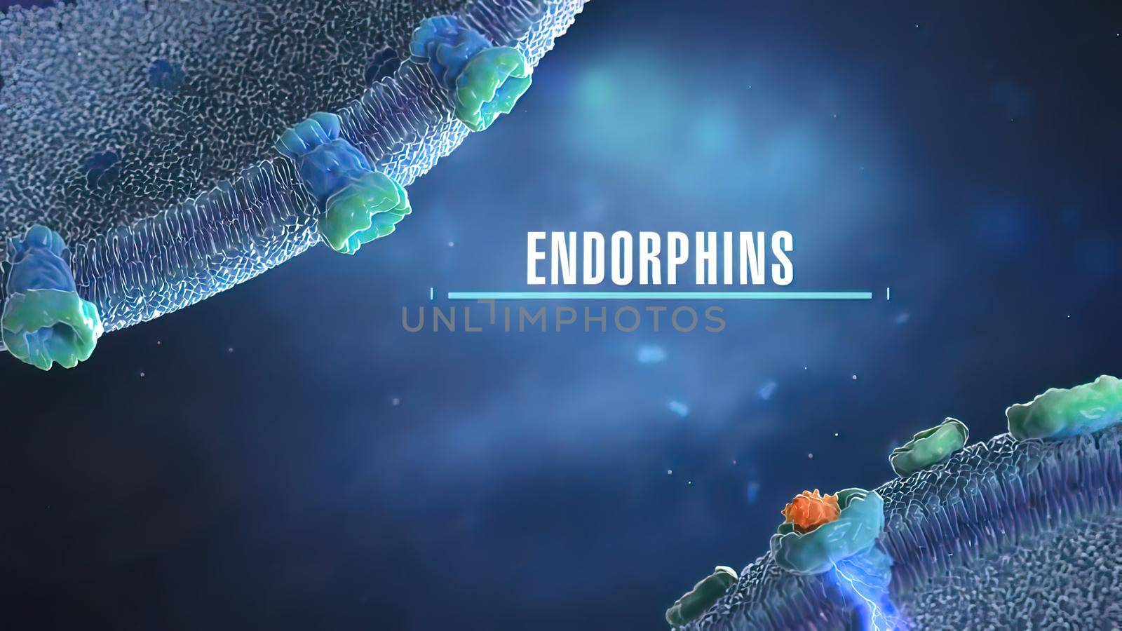 Endorphins Activate the Bodys Opiate Receptor by creativepic