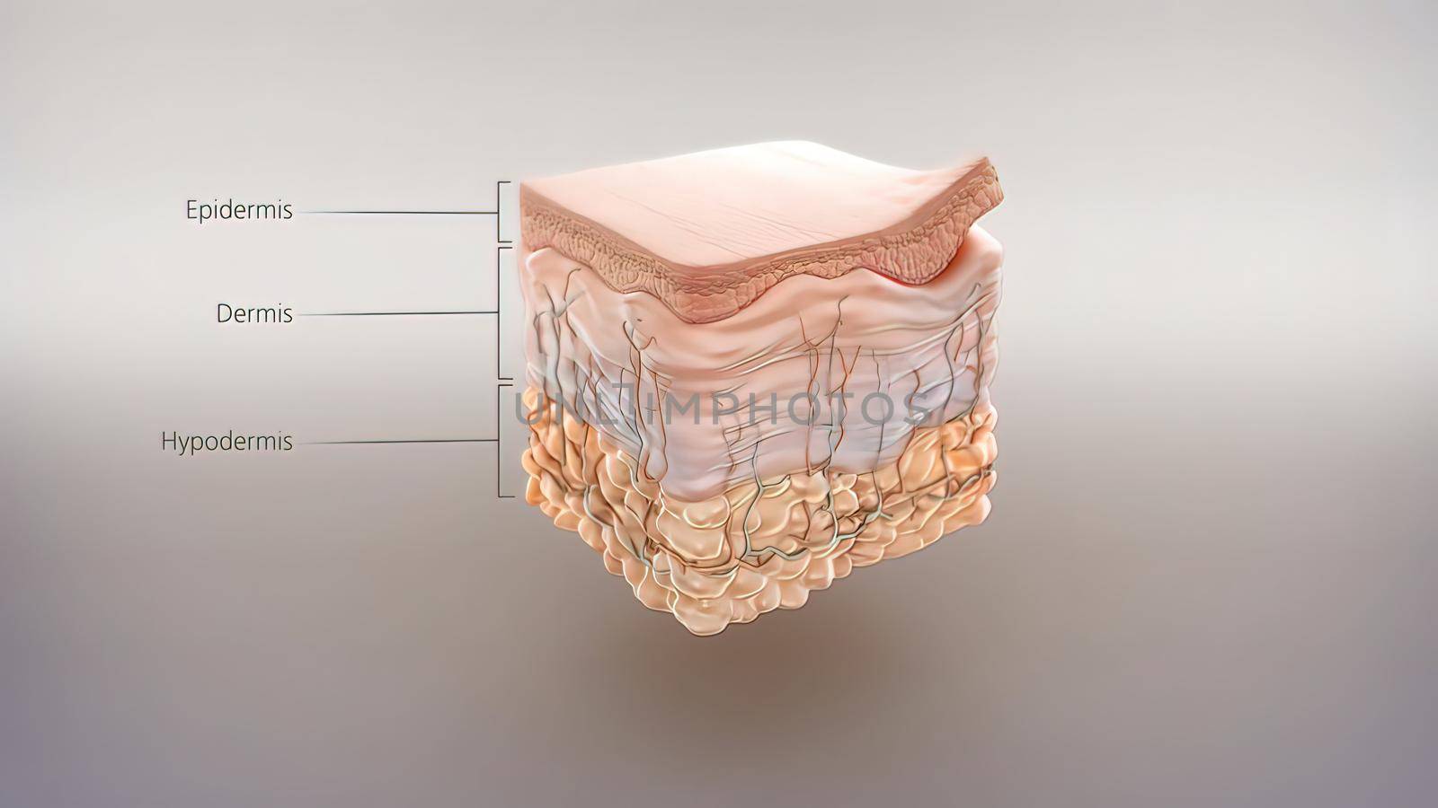 Anatomical structure of the skin by creativepic