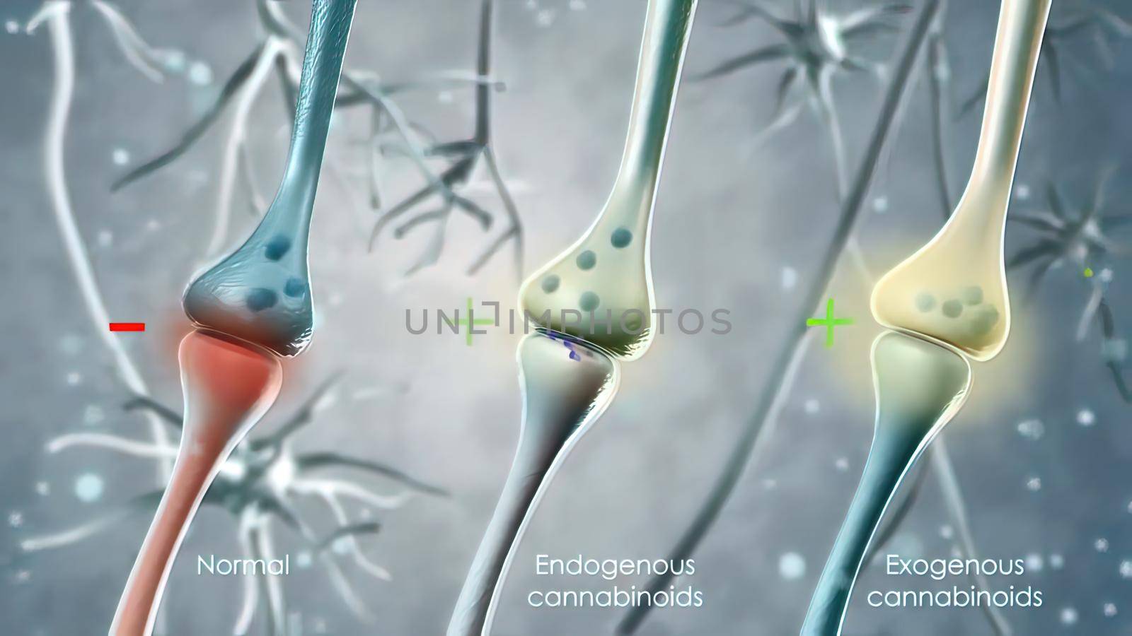 The network used by the cell receptors to communicate with the cannabidiol is called the endocannabinoid system. 3D illustration