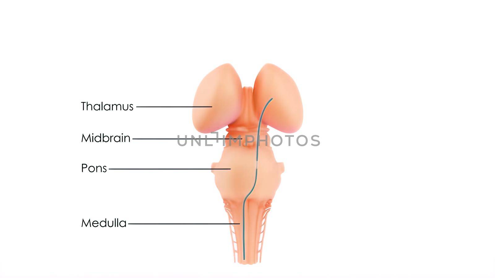 Central Organ of Human Nervous System Brain Anatomy 3D illustration