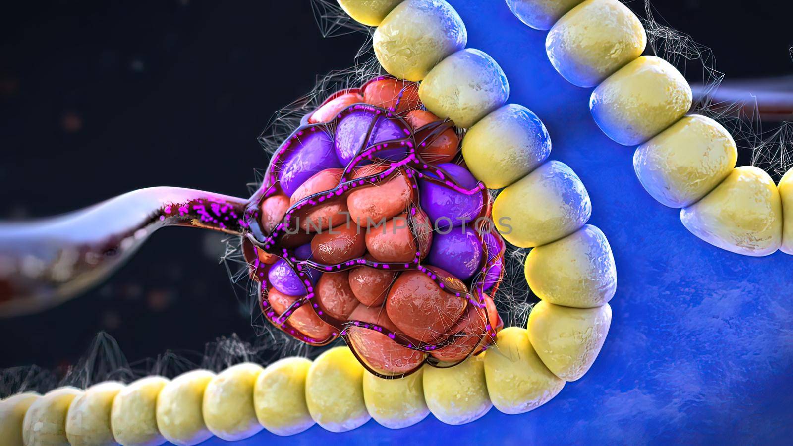 Endocrine cells, glands that secrete hormones or other products directly into the blood 3D illustration