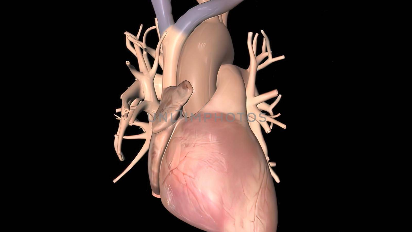 Human Circulatory System Heart Beat Anatomy 3d medical
