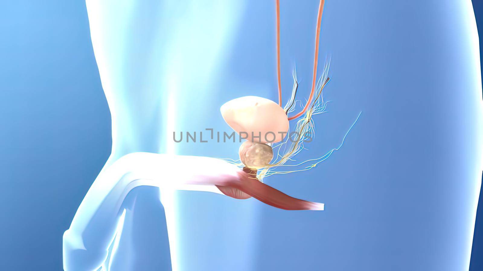 Male reproductive system 3D illustration .