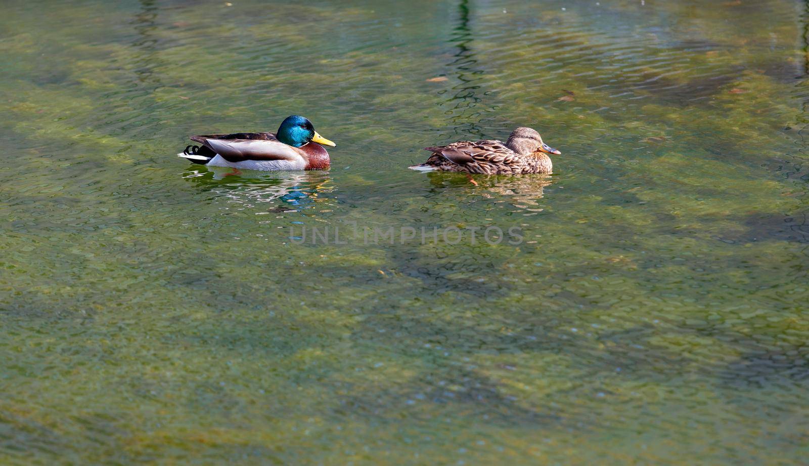 Two beautiful wild ducks, a drake and a female, calmly swim along the surface of a forest lake, peacefully basking in the sun.