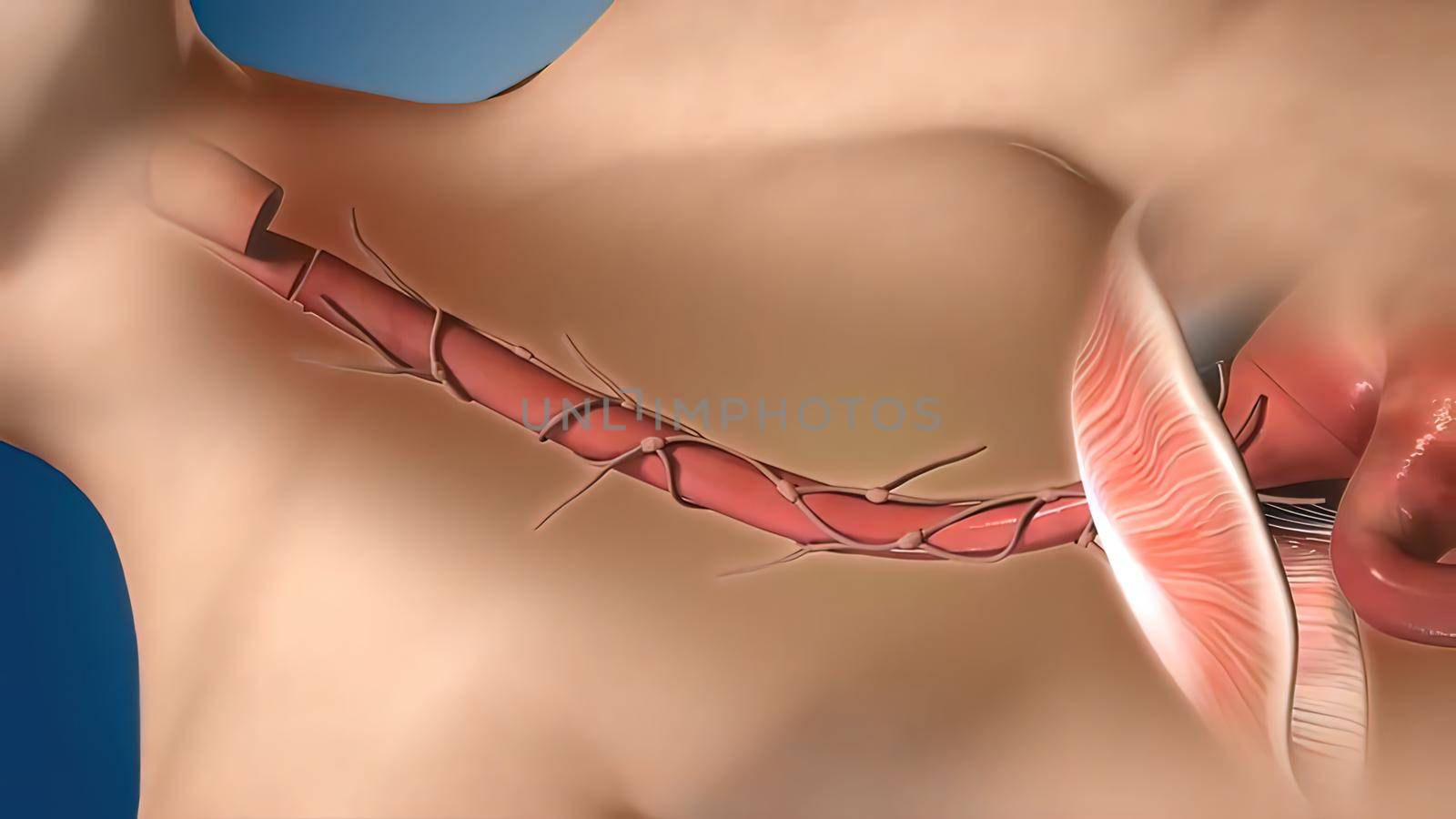 The esophagus is a muscular tube connecting the throat (pharynx) with the stomach. 3D illustration